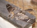 /album/photo-gallery-photogallery/red-necked-nightjar-found-on-road-near-laguna-de-tiscar-jpg/